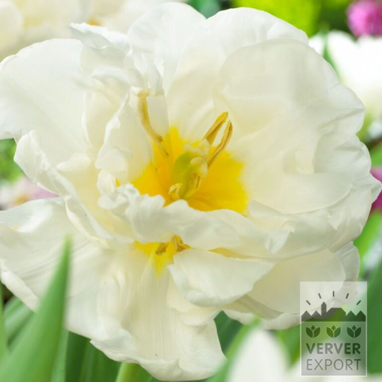 Tulips 'Mondial' (12769)