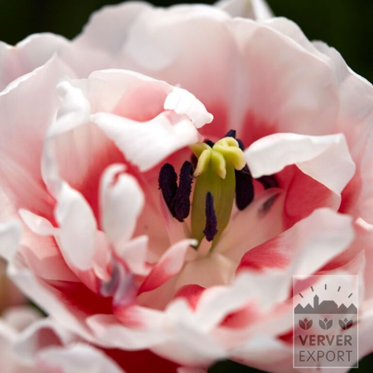 Tulips 'Chandelier' (12770)