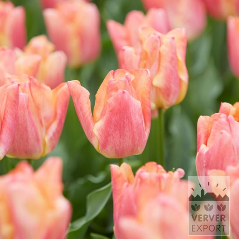 Tulips 'Passio Sweet' (12772)