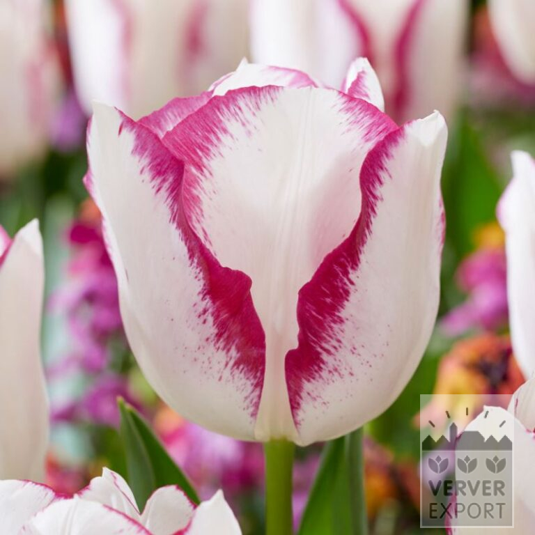 Tulips 'Affaire' (12773)