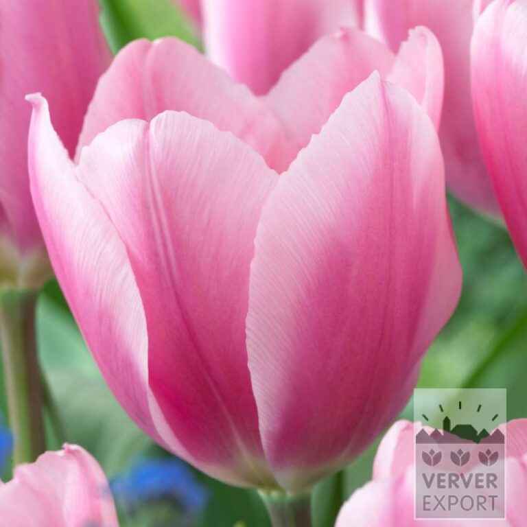 Tulips 'Algarve' (12774)