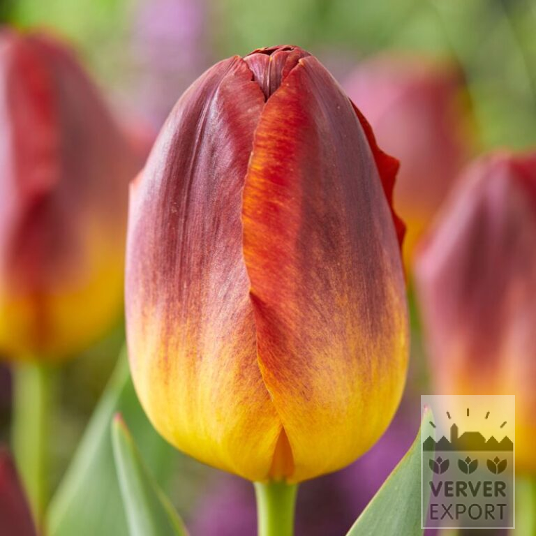 Tulips 'Amber Glow' (12775)
