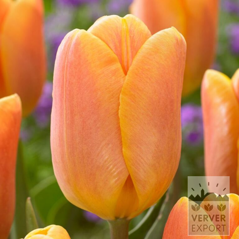 Tulips 'Bellville' (12776)