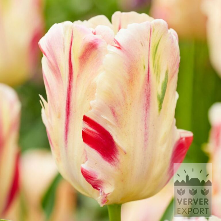 Tulips 'Flaming Art' (12779)