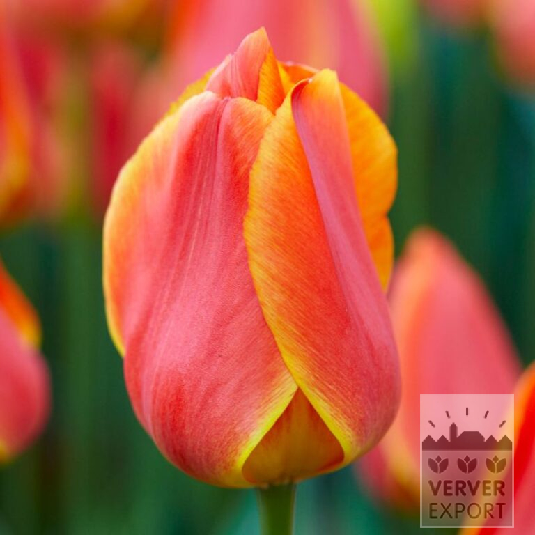 Tulips 'Okura' (12782)