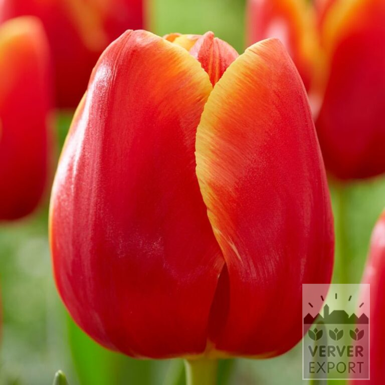Tulips 'Verandi' (12783)
