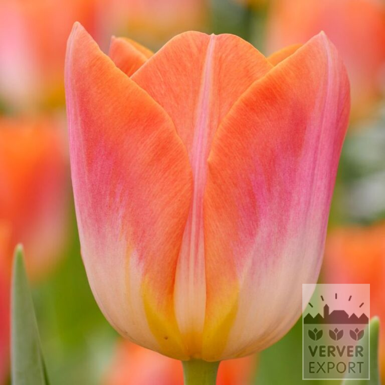 Tulips 'Sunrise Dynasty' (12785)