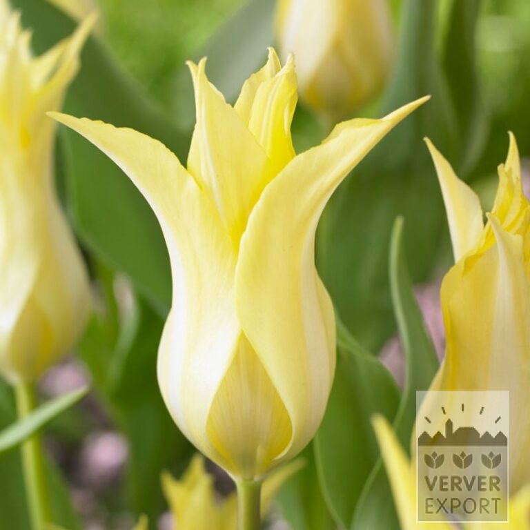 Tulips 'Florijn Chic' (12789)