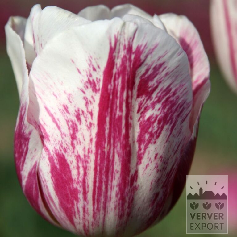 Tulips 'Didi' (12792)