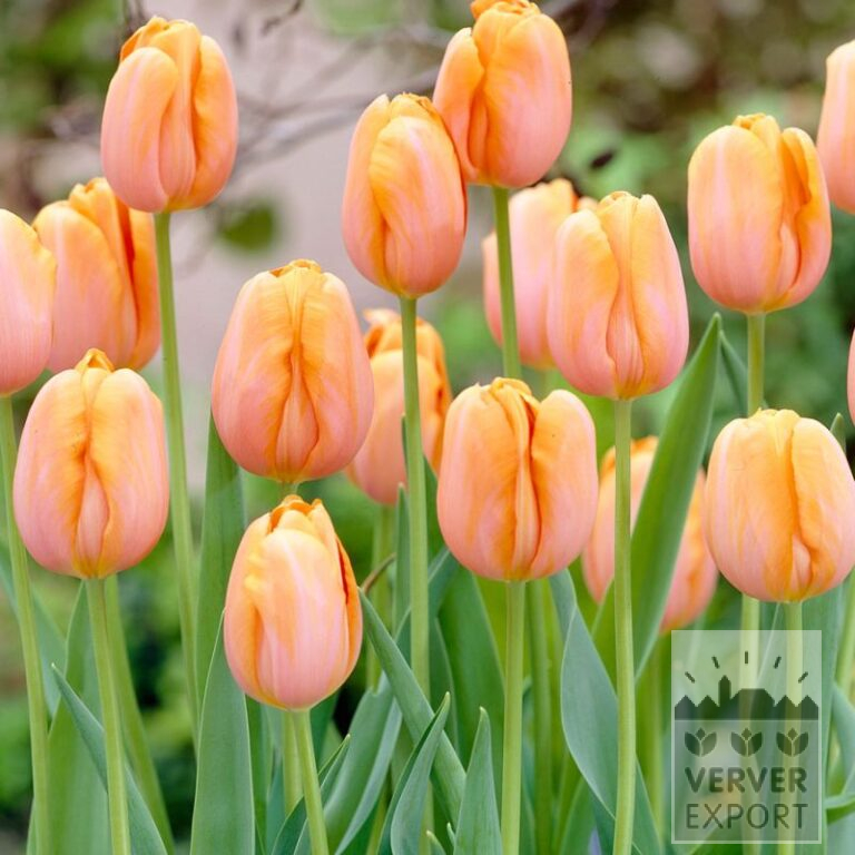 Tulips 'Dordogne' (12793)