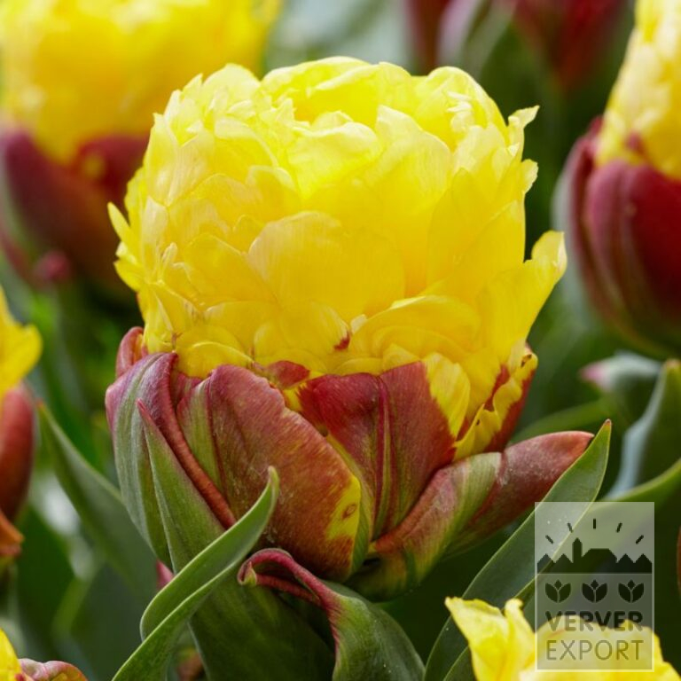 Tulips 'Ice Cream Banana' (12794)