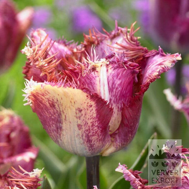 Tulips 'Colour Fusion' (12795)