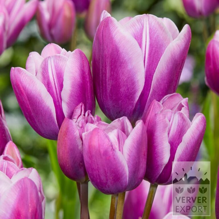 Tulips 'Purple Elegance' (12799)