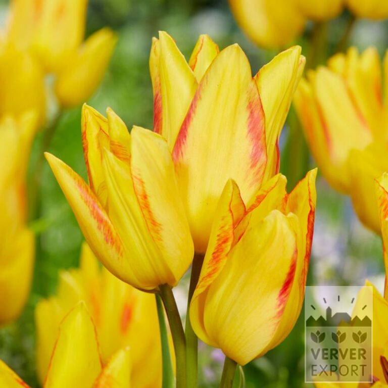 Tulips 'Royal Georgette' (12800)