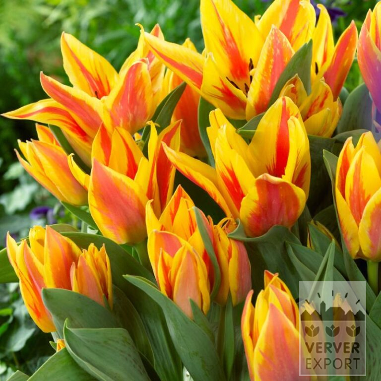 Tulips 'Winnipeg' (12801)