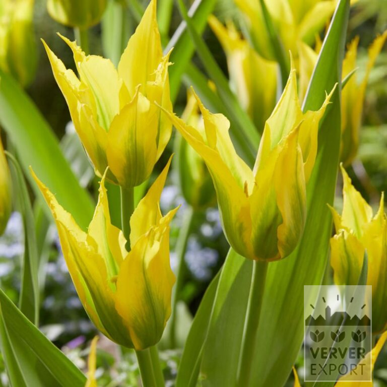 Tulips 'Green Mile' (12803)