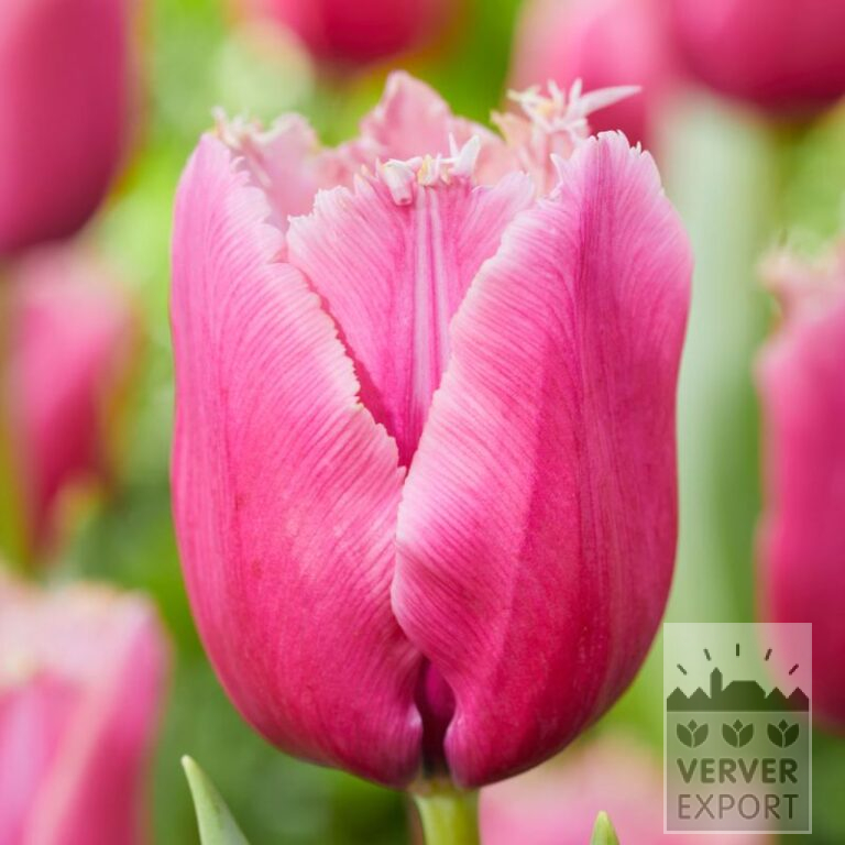 Tulips 'Louvre' (12805)