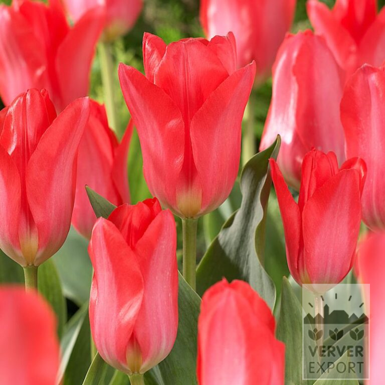 Tulips 'Pink Emperor' (12807)