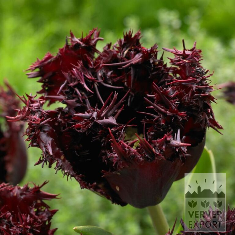 Tulips 'Labrador' (12809)