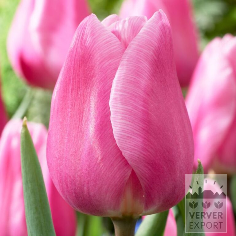 Tulips 'Aafke' (12810)
