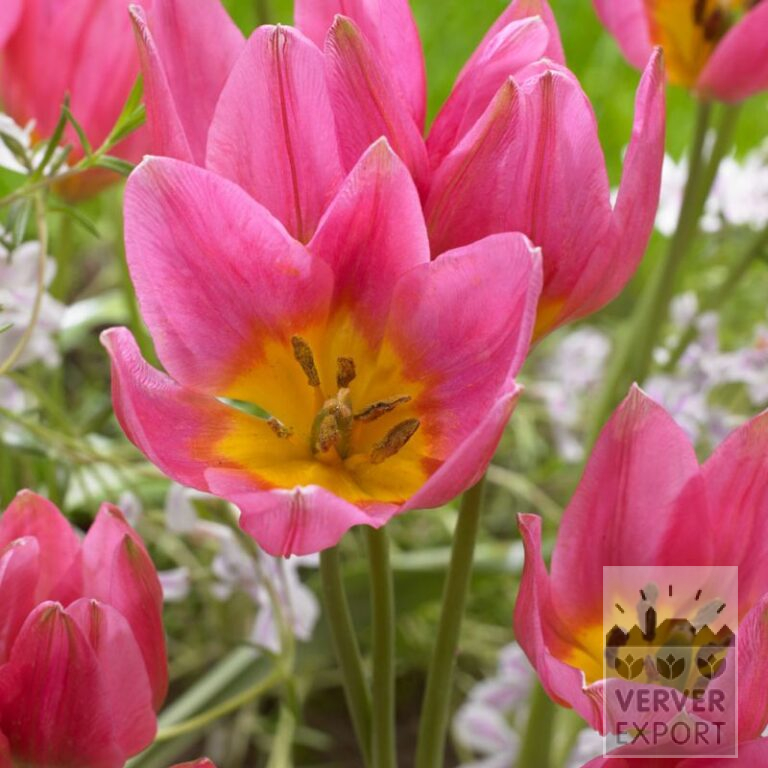 Tulips clusiana 'Daniella' (12811)