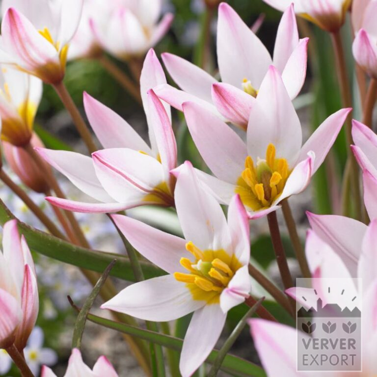 Tulips clusiana 'Hilde' (12813)