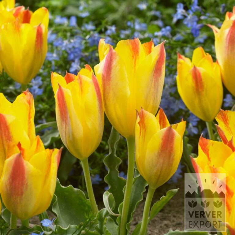 Tulips clusiana 'Sara' (12815)
