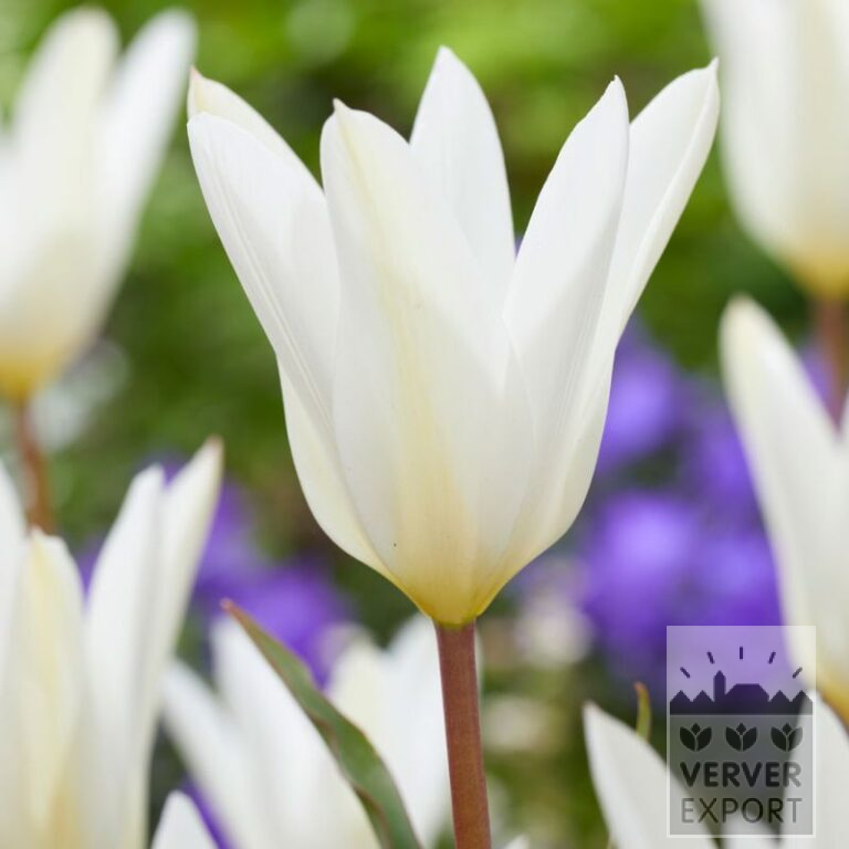 Tulips clusiana 'Sylvia' (12816)