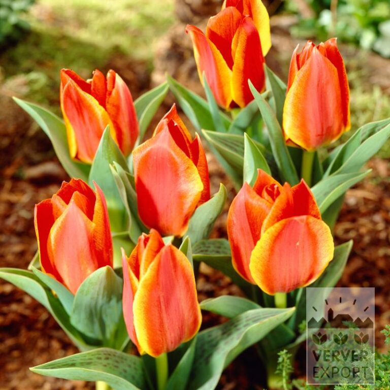 Tulips 'Bonbini' (12817)