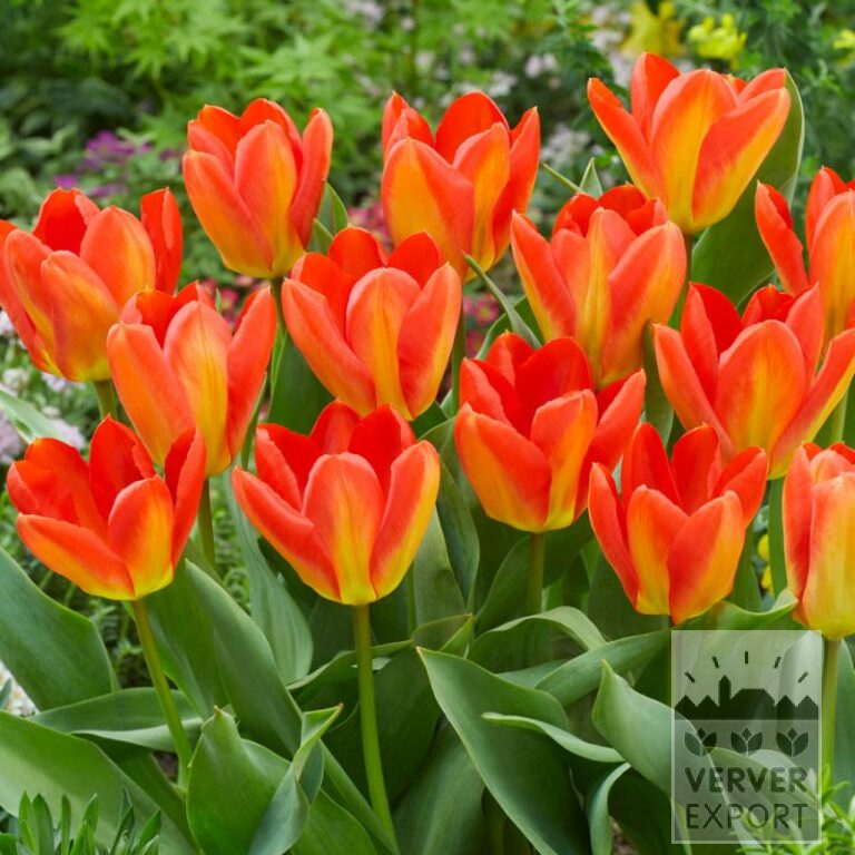 Tulips 'Candela Festival' (12818)
