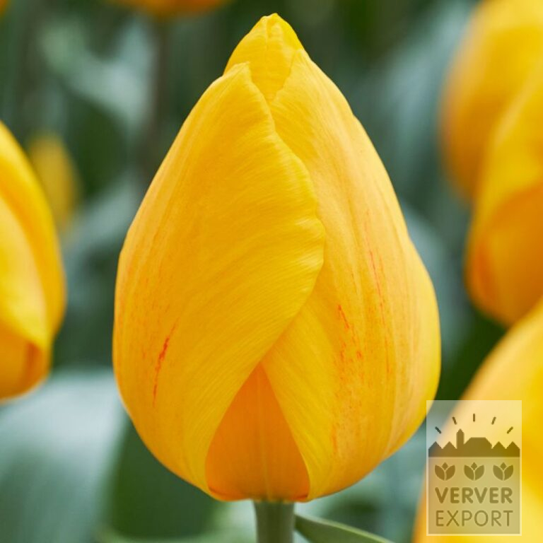 Tulips 'Sunny Flair' (12820)