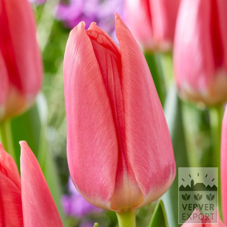 Tulips 'Maskovri' (12821)