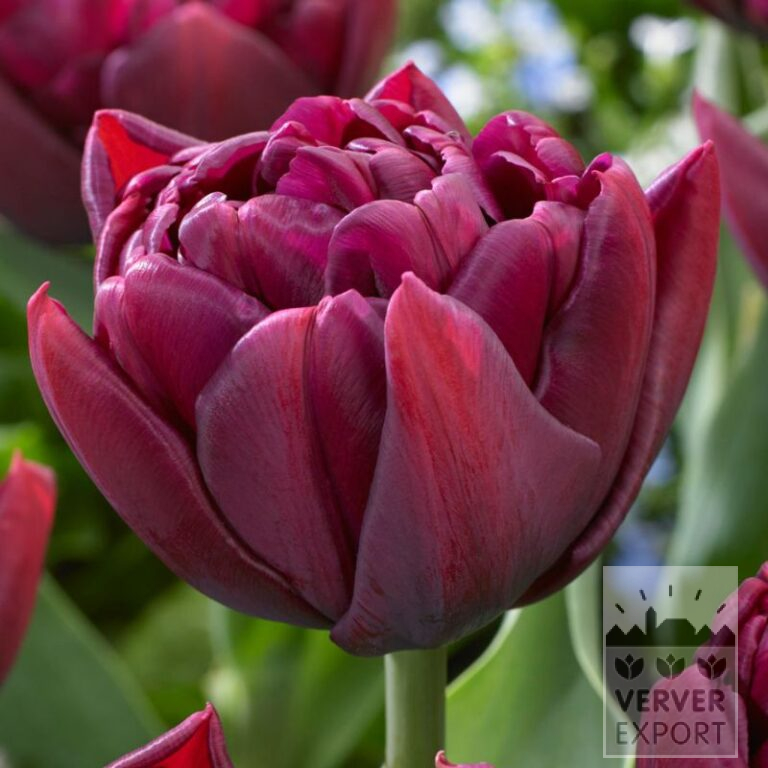 Tulips 'Alison Bradley' (12824)