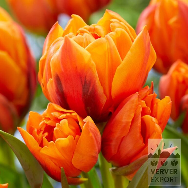 Tulips 'Gaston' (12825)