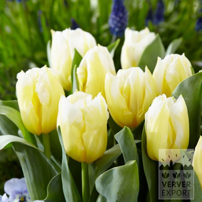 Tulips 'Calgary Red' (12855)