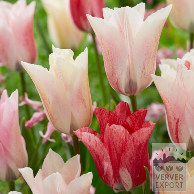 Tulips 'Karate' (12827)