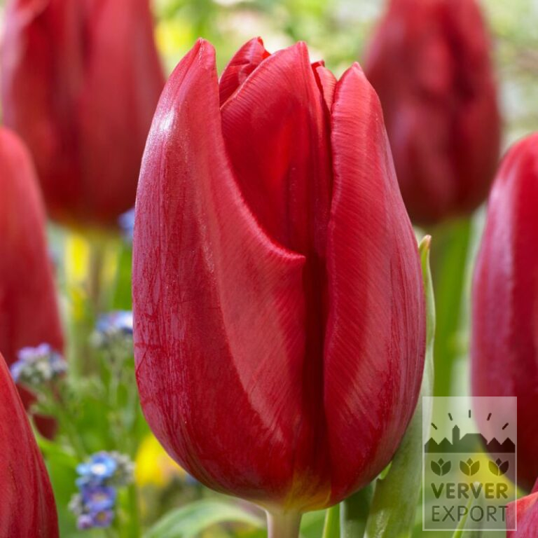 Tulips 'Strong Love' (12829)