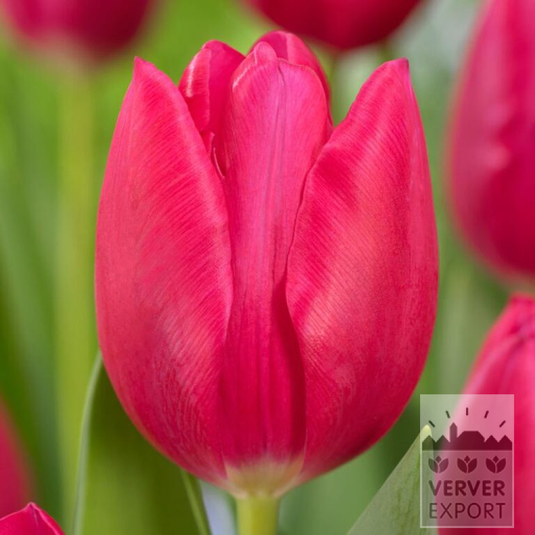 Tulips 'Mosni' (12831)