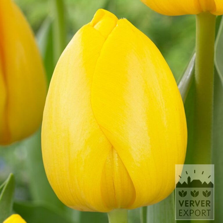 Tulips 'Novi Sun' (12832)