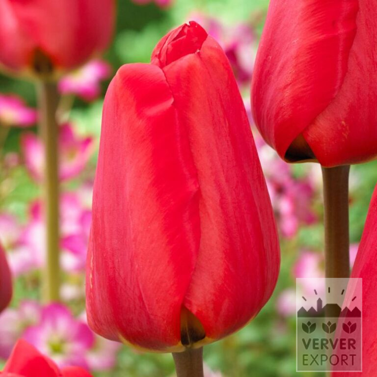 Tulips 'Spot On' (12833)
