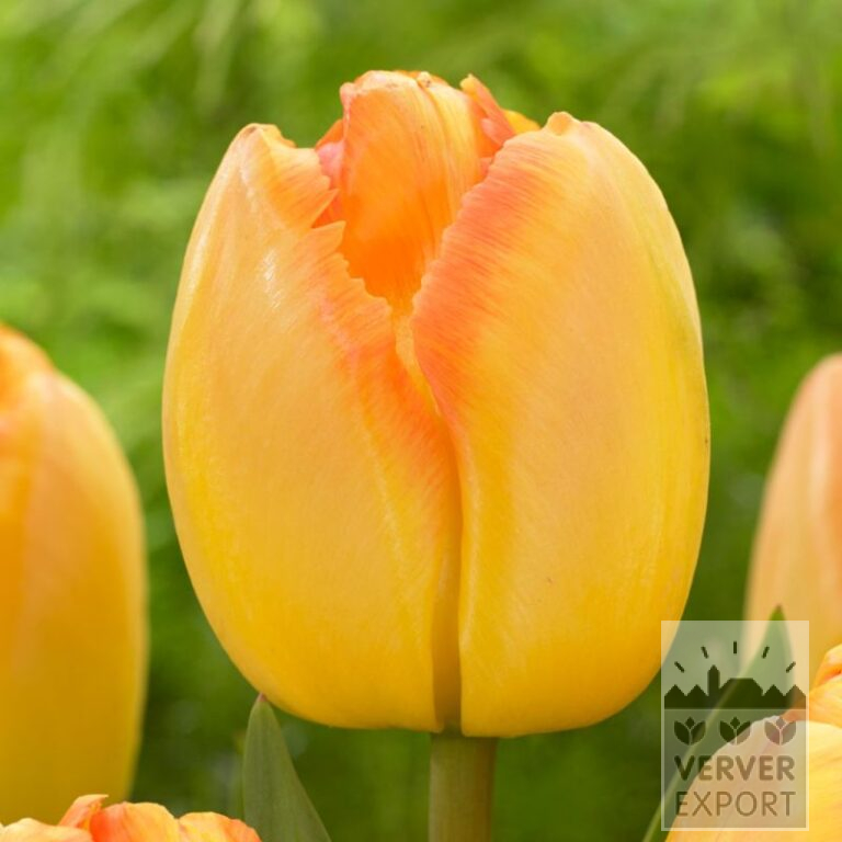 Tulips 'Yellow Pride' (12835)