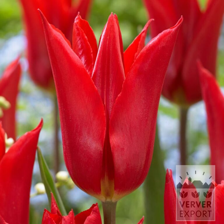 Tulips 'Istanbul' (12836)