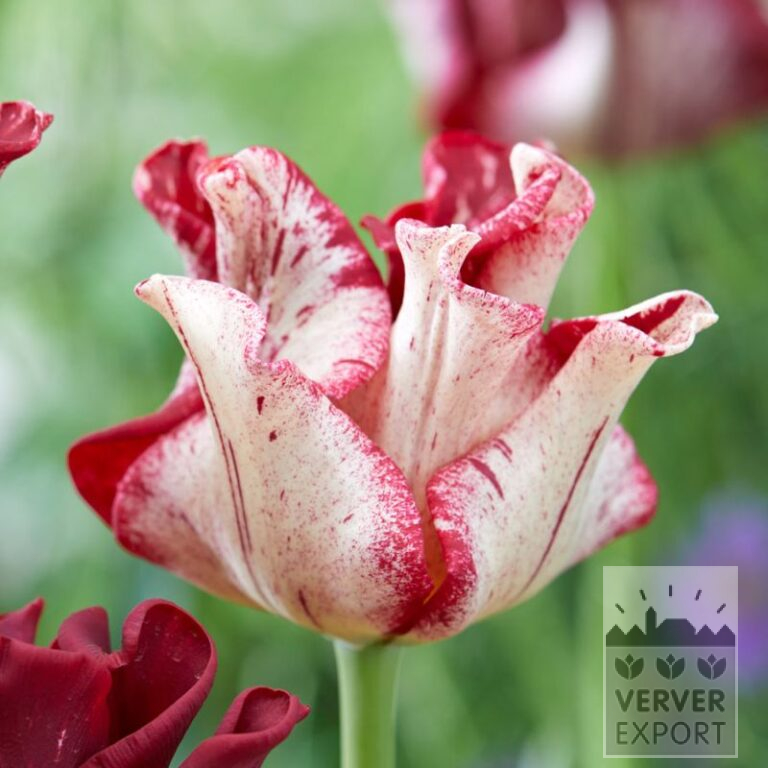 Tulips 'Striped Crown' (12837)