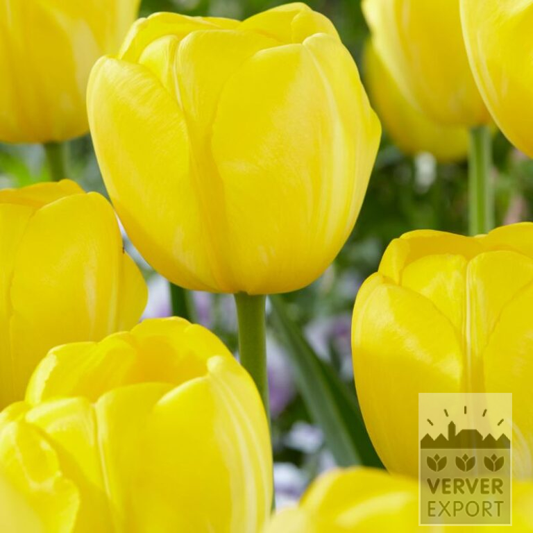 Tulips 'Yellow Angel' (12838)
