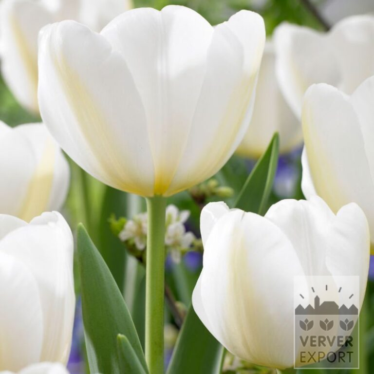 Tulips 'Angels Wish' (12839)