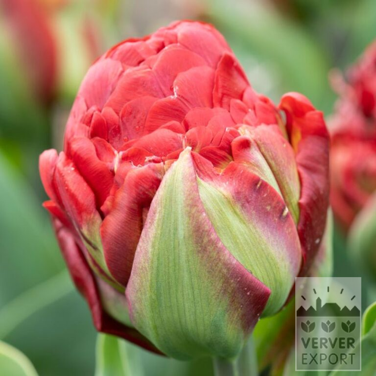 Tulips 'Ice Cream Strawberry' (12840)