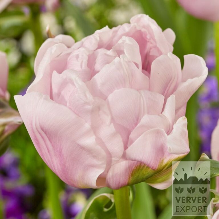 Tulips 'Gabriella Double' (12843)