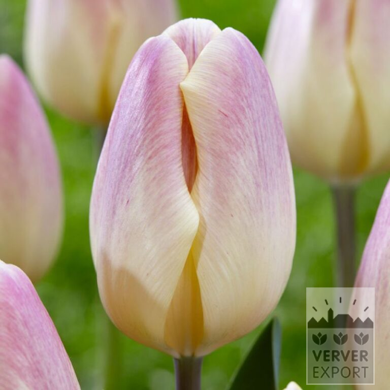 Tulips 'Merci Cherie' (12845)