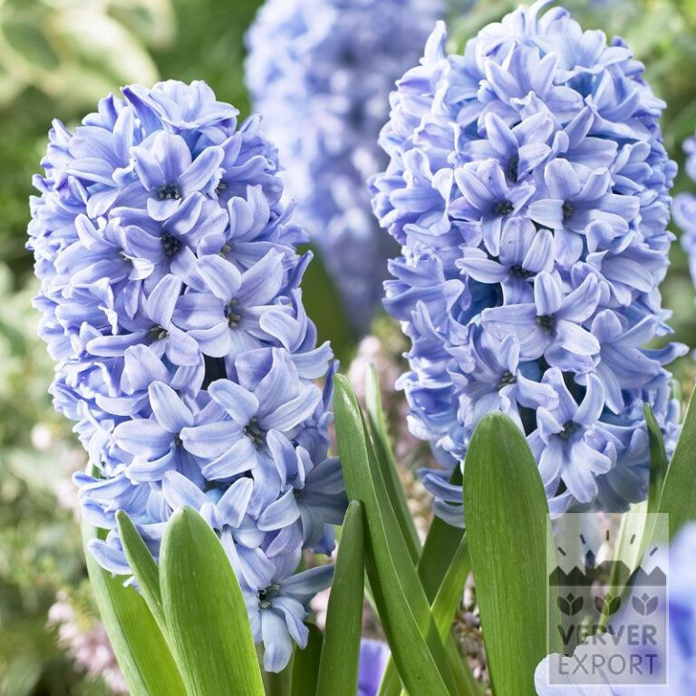 Hyacinths 'Delfts Blue' (13006)