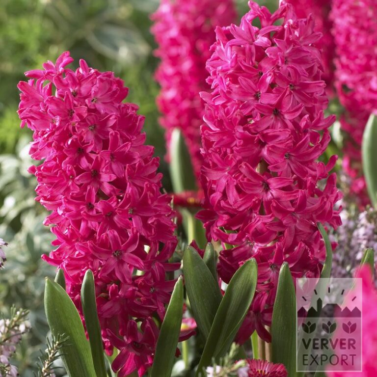 Hyacinths 'Jan Bos' (13008)